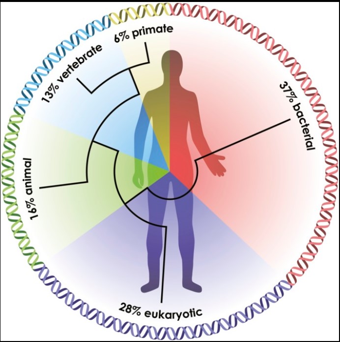 Aus: McFall-Ngai, M., et al. Animals in a bacterial world, a new imperative for the life sciences. Proceedings of the National Academy of Sciences of the United States of America 110 (9). 2013, S. 3229-3236.. Abb. 1: “Die Abstammung des Menschen spiegelt sich in der genomischen Signatur wider. Eine phylogenetische Analyse der menschlichen Gene zeigt den relativen Anteil des Genoms, der in einer Reihe von Phasen der biologischen Evolution entstanden ist.“ (5)